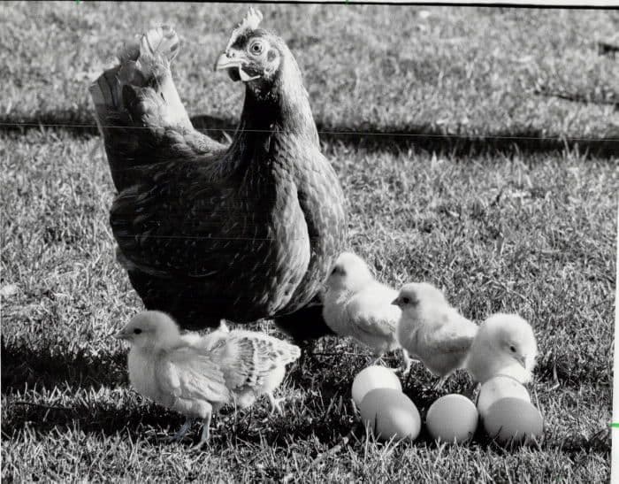 Are there any animals that lived with dinosaurs alive today?